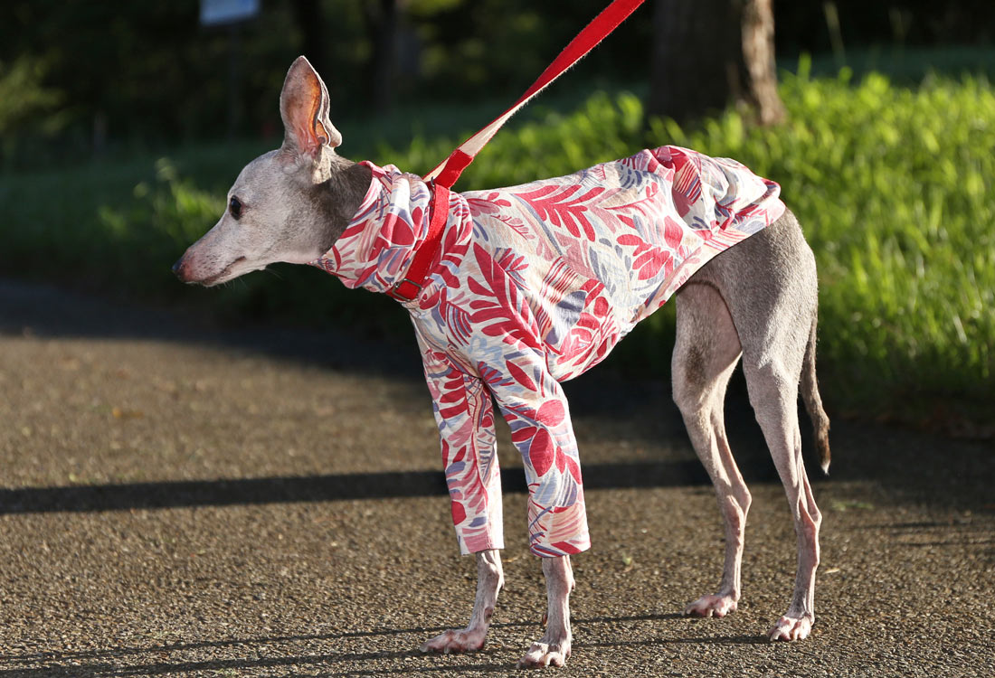 Botanical pattern (pink) - Italian Greyhound Clothes