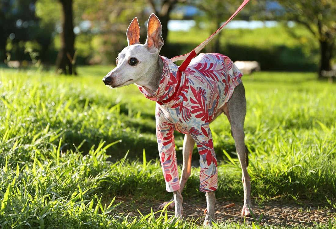 Botanical pattern (pink) - Italian Greyhound Clothes