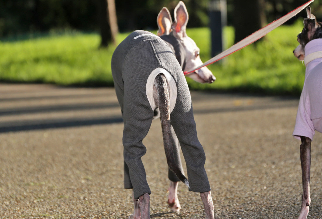 USA-grown organic cotton (stone gray) - Italian Greyhound Clothes