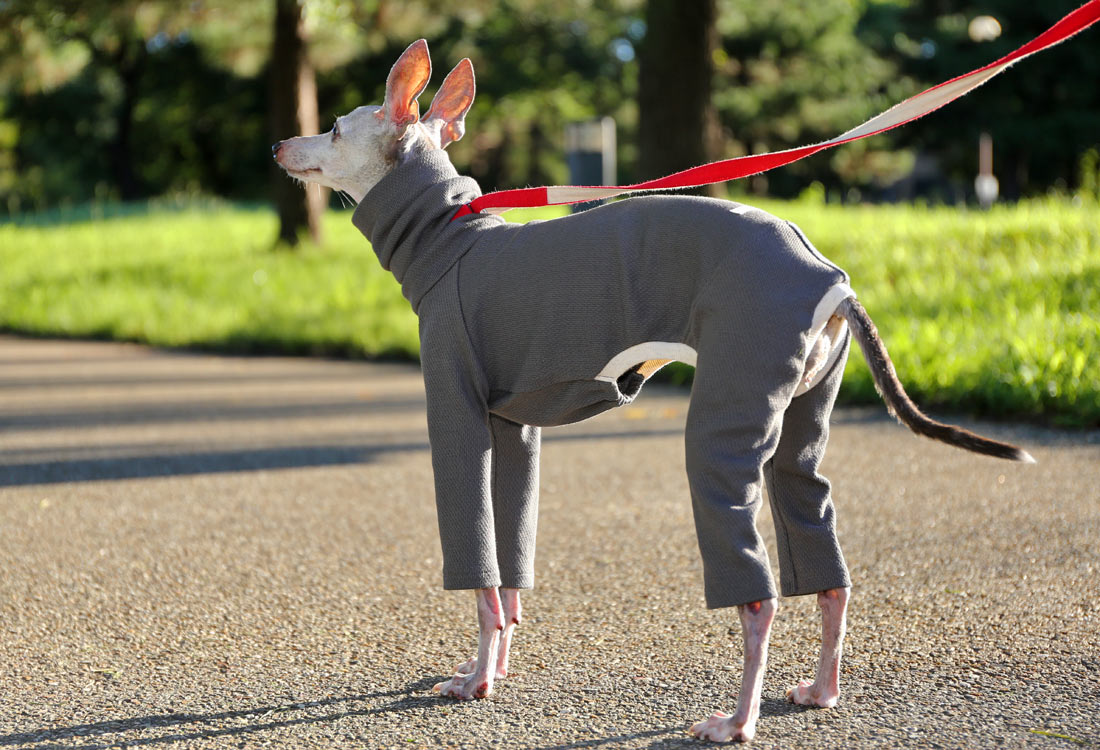 USA-grown organic cotton (stone gray) - Italian Greyhound Clothes