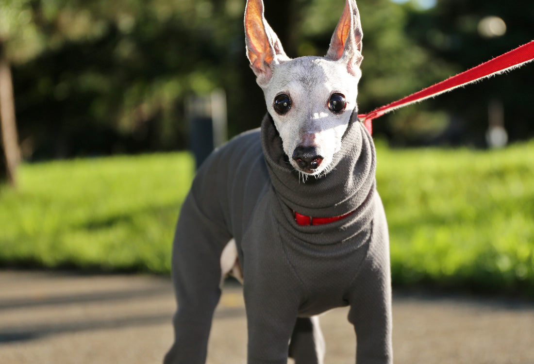 USA-grown organic cotton (stone gray) - Italian Greyhound Clothes