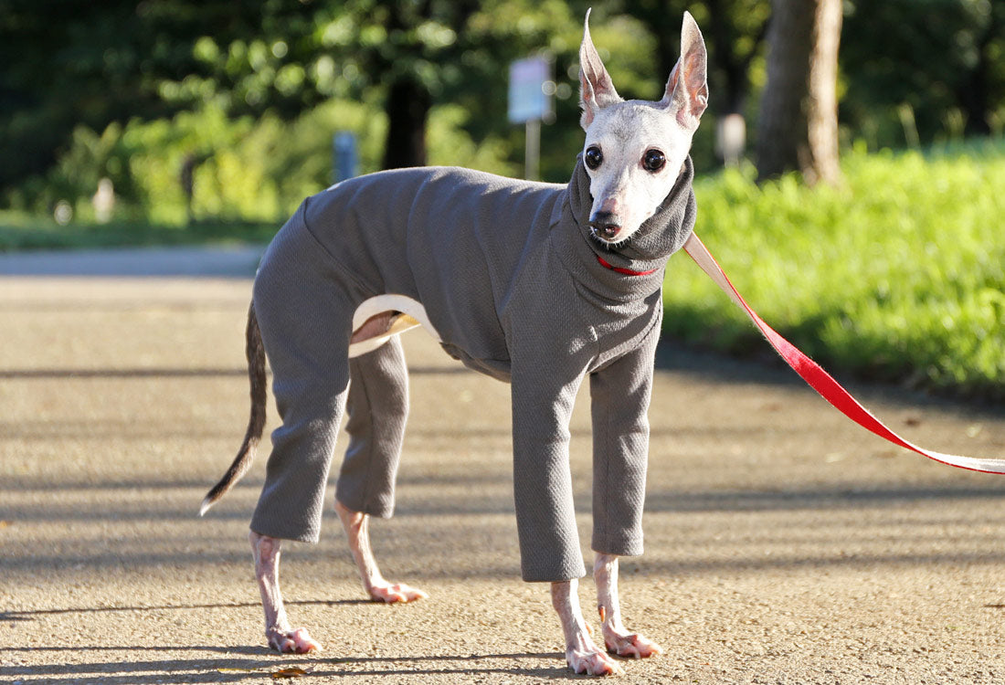 USA-grown organic cotton (stone gray) - Italian Greyhound Clothes