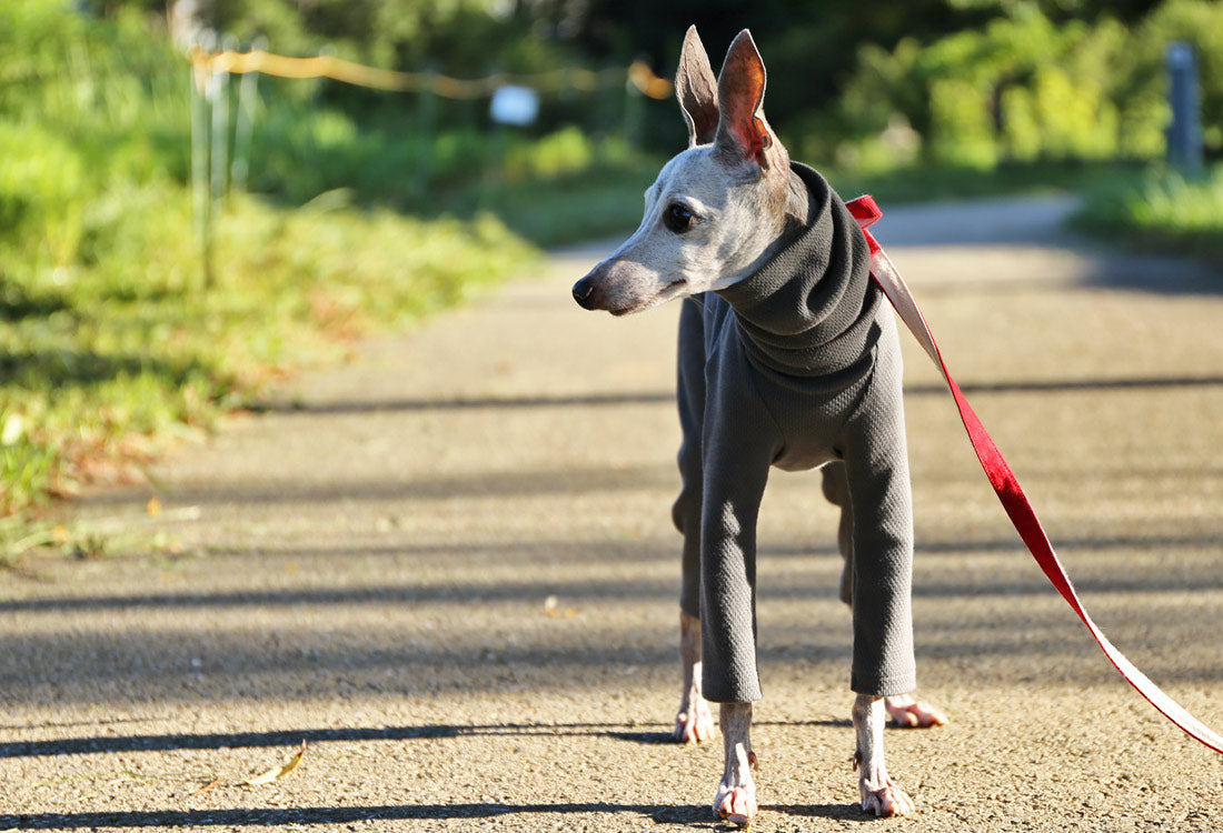 USA-grown organic cotton (stone gray) - Italian Greyhound Clothes