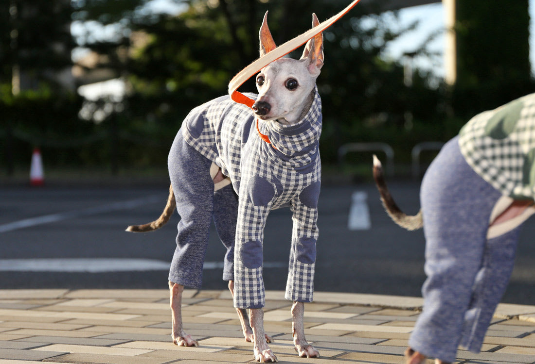 Gingham Check + Dots (blue gray) - Italian Greyhound Clothes