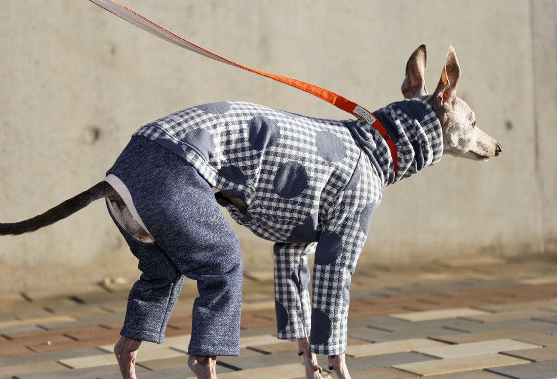 Gingham Check + Dots (blue gray) - Italian Greyhound Clothes