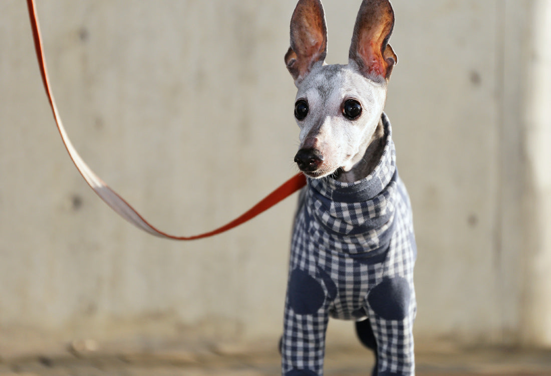 Gingham Check + Dots (blue gray) - Italian Greyhound Clothes