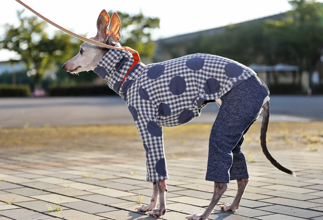 Gingham Check + Dots (blue gray) - Italian Greyhound Clothes