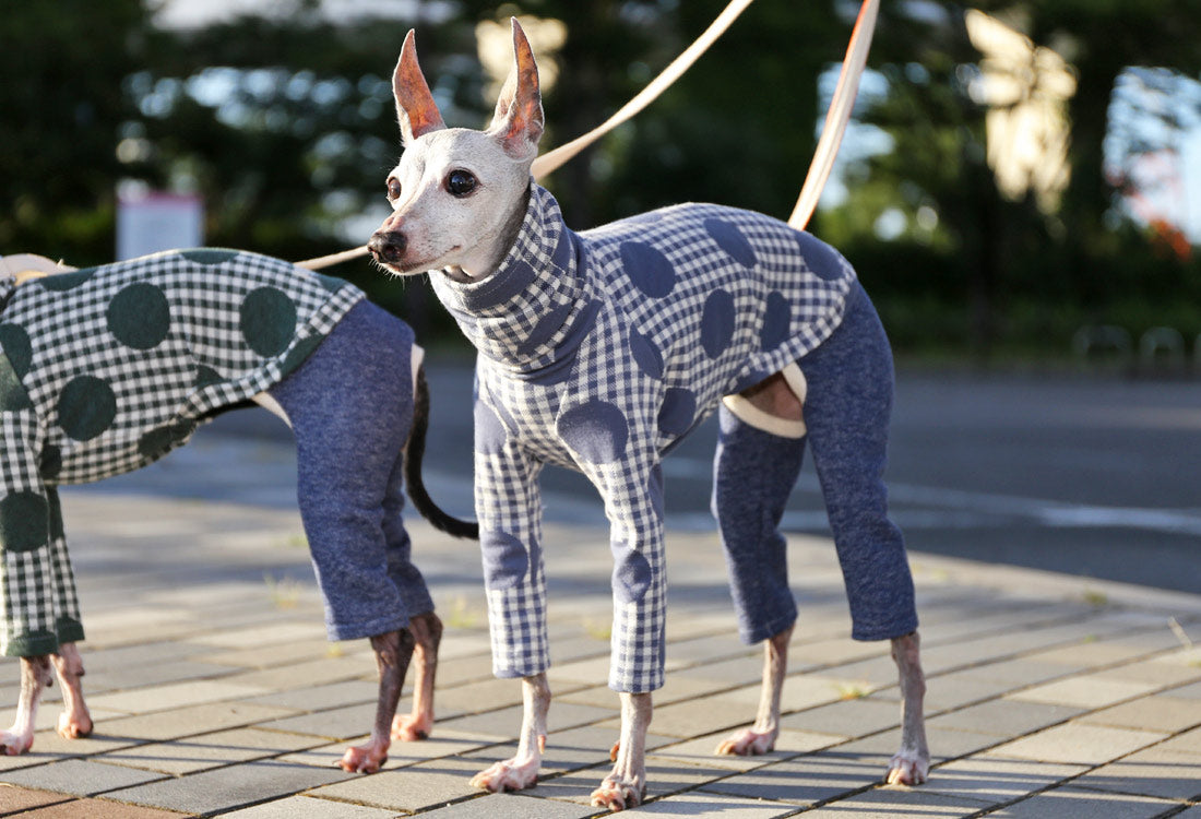 Gingham Check + Dots (blue gray) - Italian Greyhound Clothes