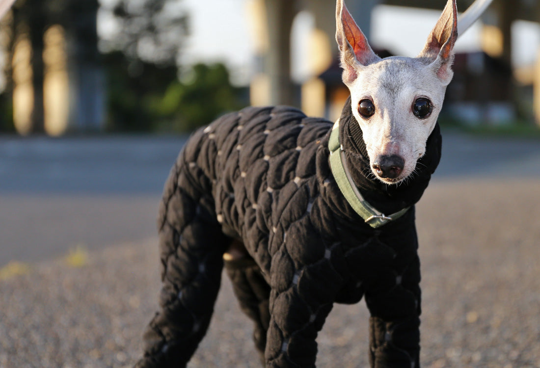 Mosaic quilt knit (black) - Italian Greyhound Clothes