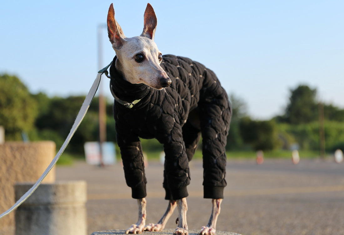 Mosaic quilt knit (black) - Italian Greyhound Clothes