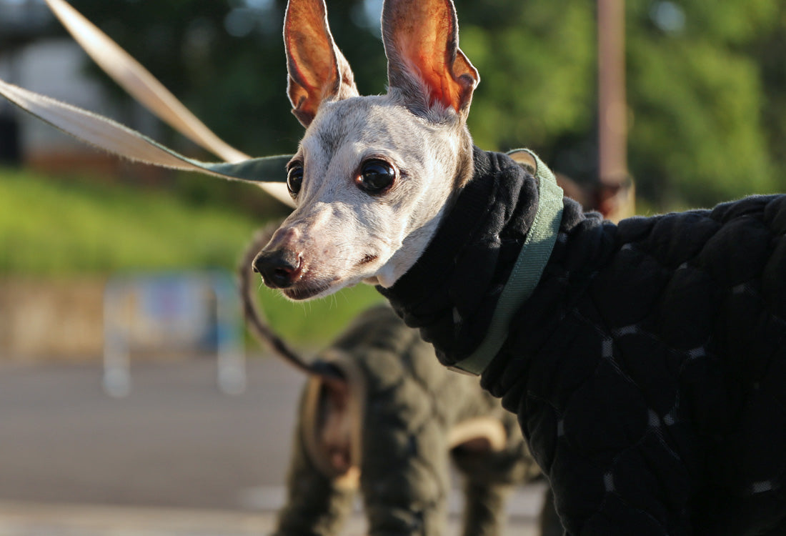 Mosaic quilt knit (black) - Italian Greyhound Clothes