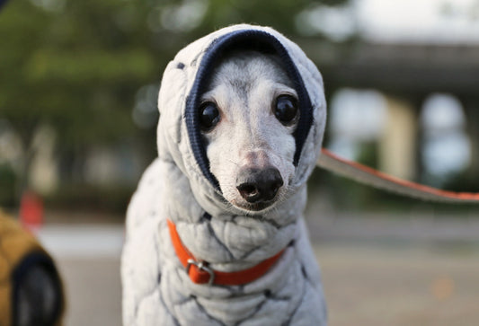 Mosaic quilt knit (snow) - Italian Greyhound Clothes