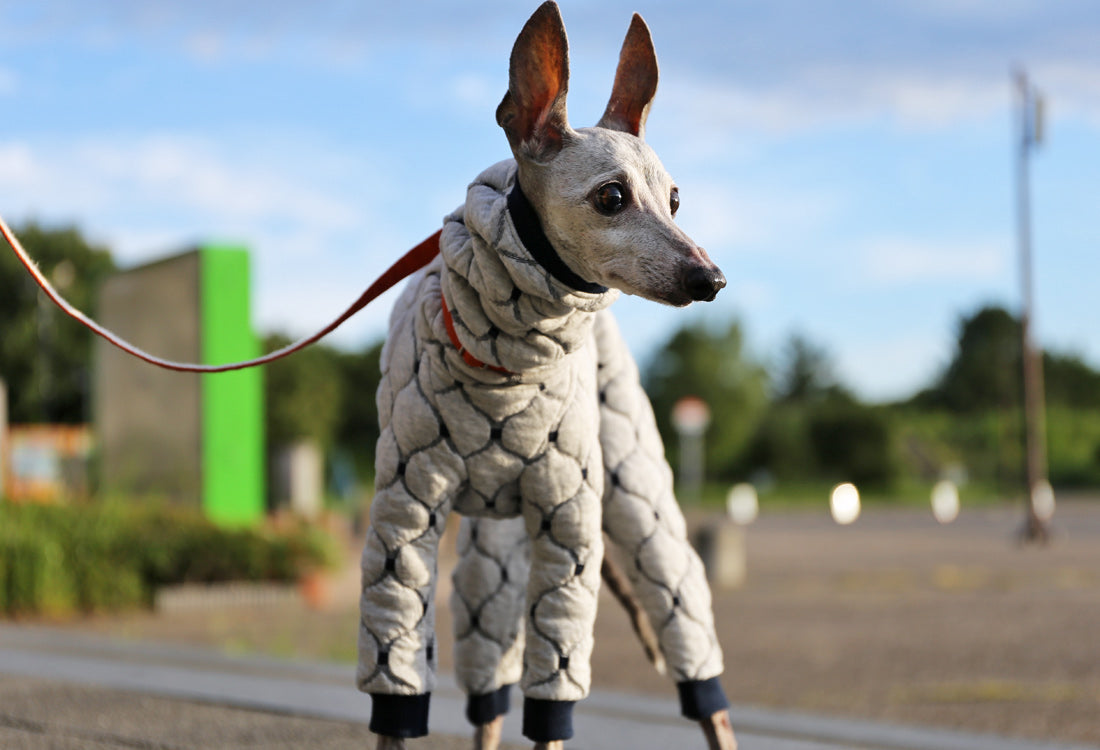 Mosaic quilt knit (snow) - Italian Greyhound Clothes