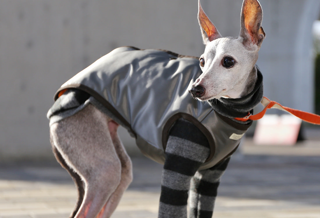 Collarless Vest - Italian Greyhound Clothes