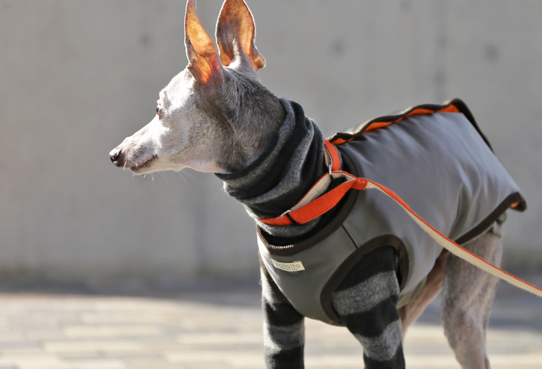 Collarless Vest - Italian Greyhound Clothes