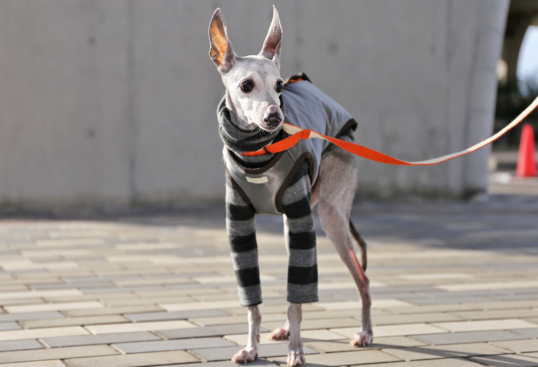 Collarless Vest - Italian Greyhound Clothes