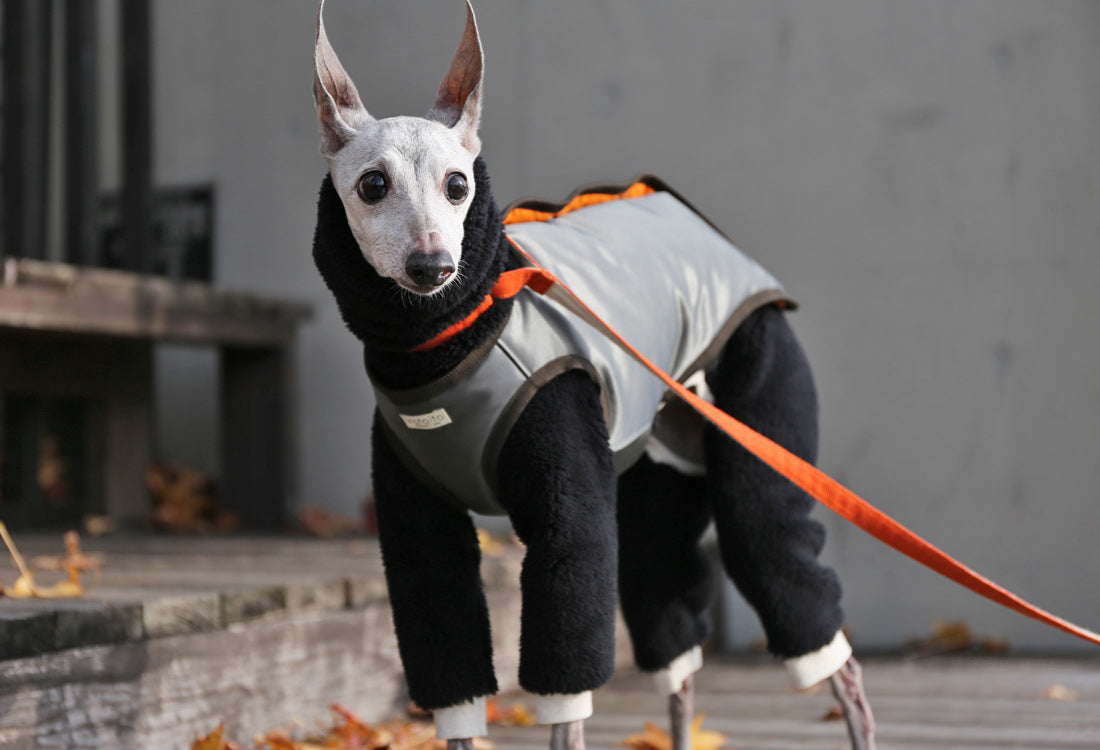 Collarless Vest - Italian Greyhound Clothes