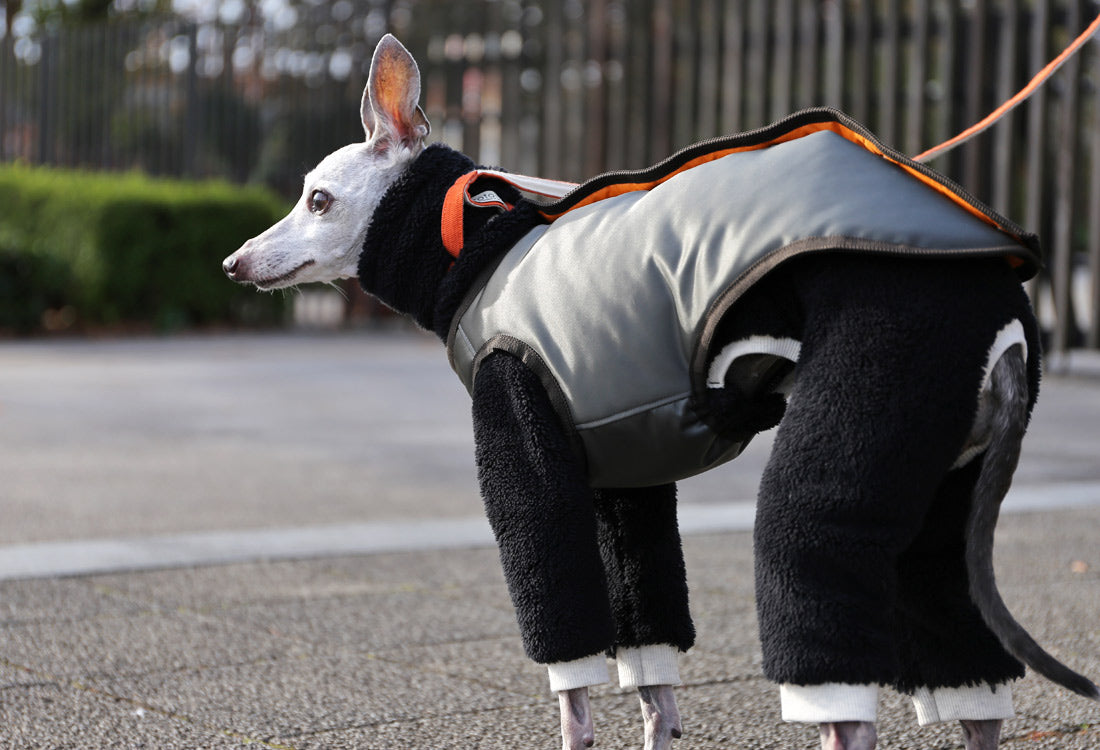 Collarless Vest - Italian Greyhound Clothes