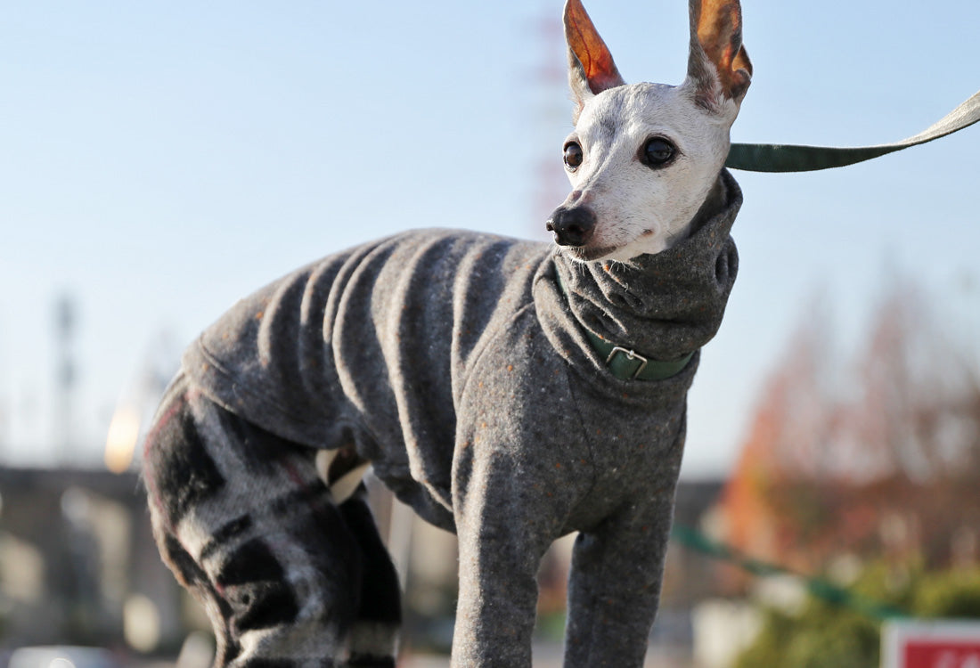 Wool-blend knit + Alpaca-blend shaggy knit (gray) - Italian Greyhound Clothes