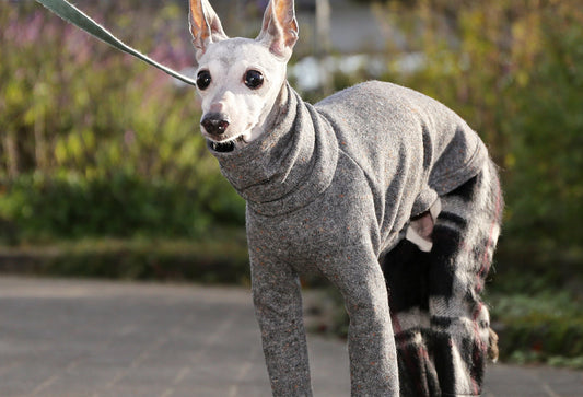 Wool-blend knit + Alpaca-blend shaggy knit (gray) - Italian Greyhound Clothes