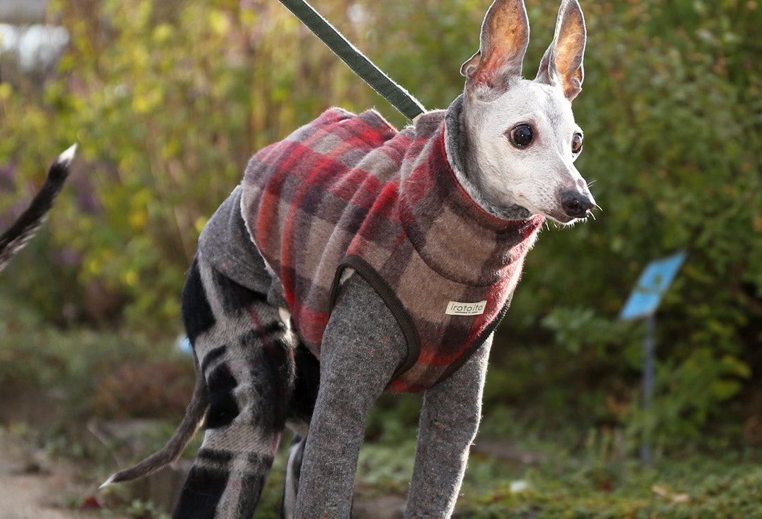 [Short Length] Shaggy Wool Vest- Italian Greyhound Clothes