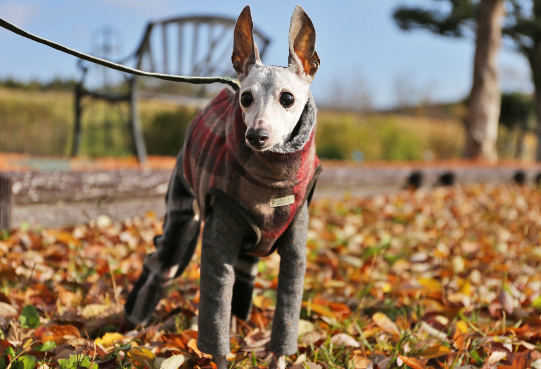 [Short Length] Shaggy Wool Vest- Italian Greyhound Clothes