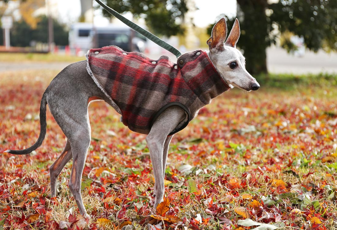 [Short Length] Shaggy Wool Vest- Italian Greyhound Clothes