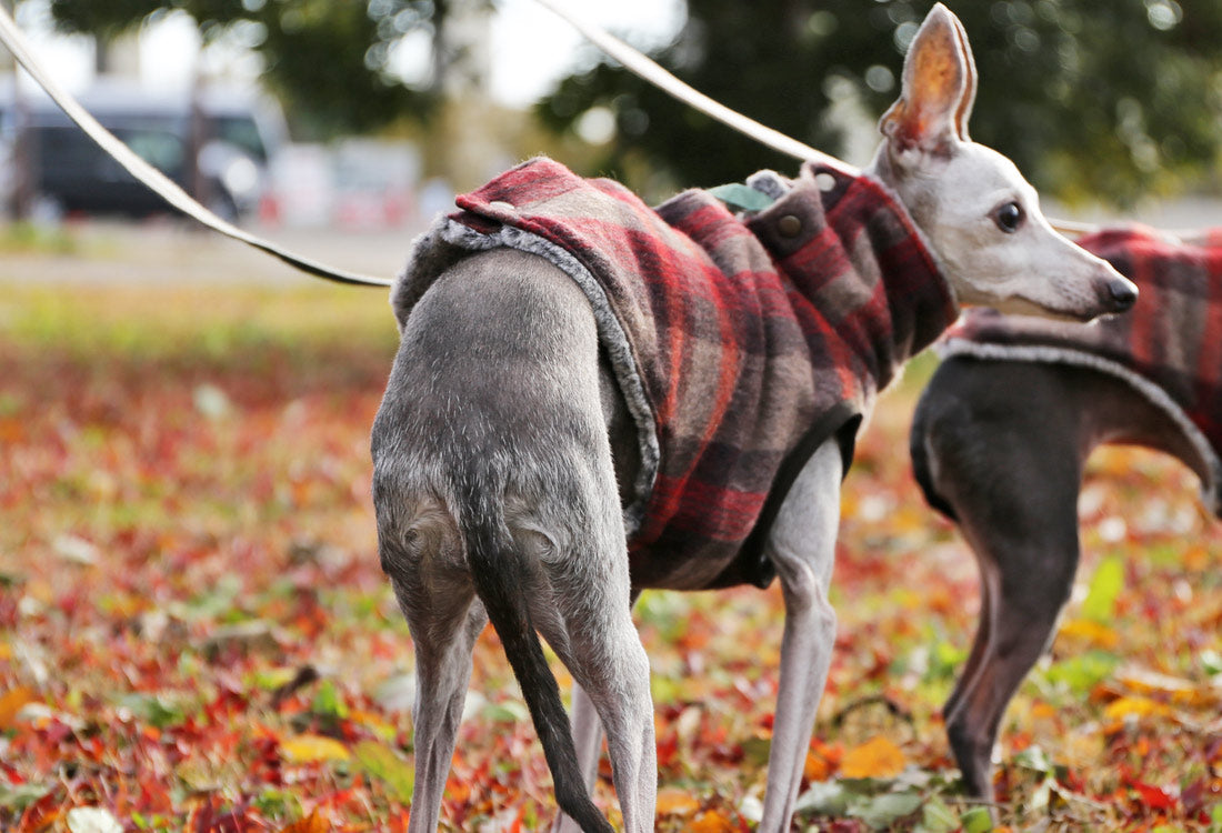 [Short Length] Shaggy Wool Vest- Italian Greyhound Clothes