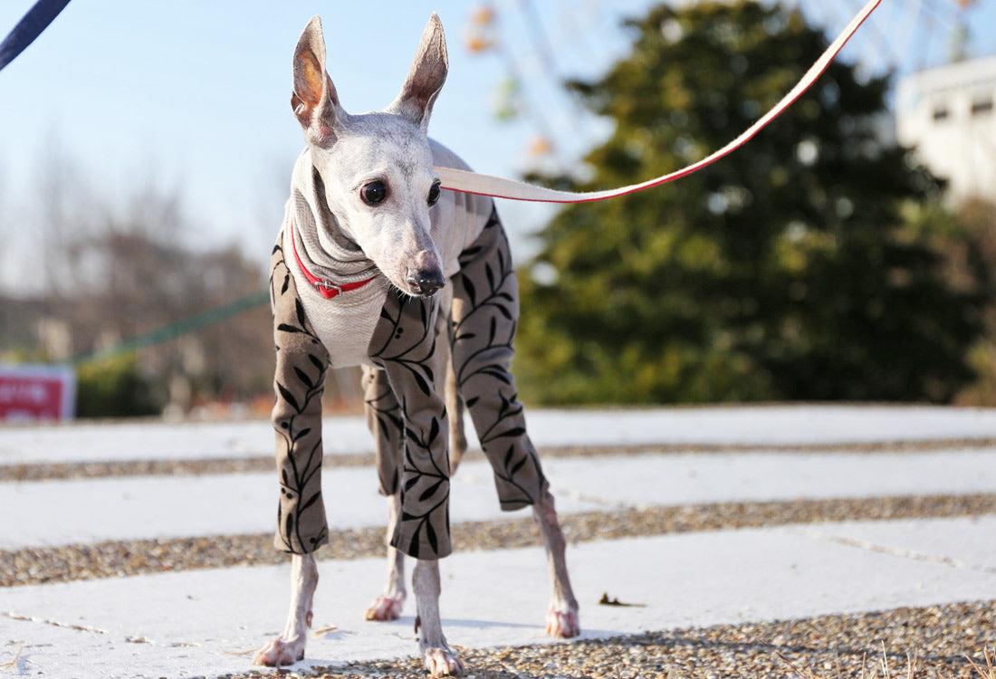 Flocked print knit with a botanical pattern ( bronze) - Italian Greyhound Clothes