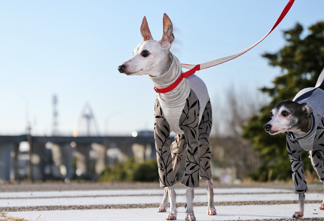 Flocked print knit with a botanical pattern ( bronze) - Italian Greyhound Clothes