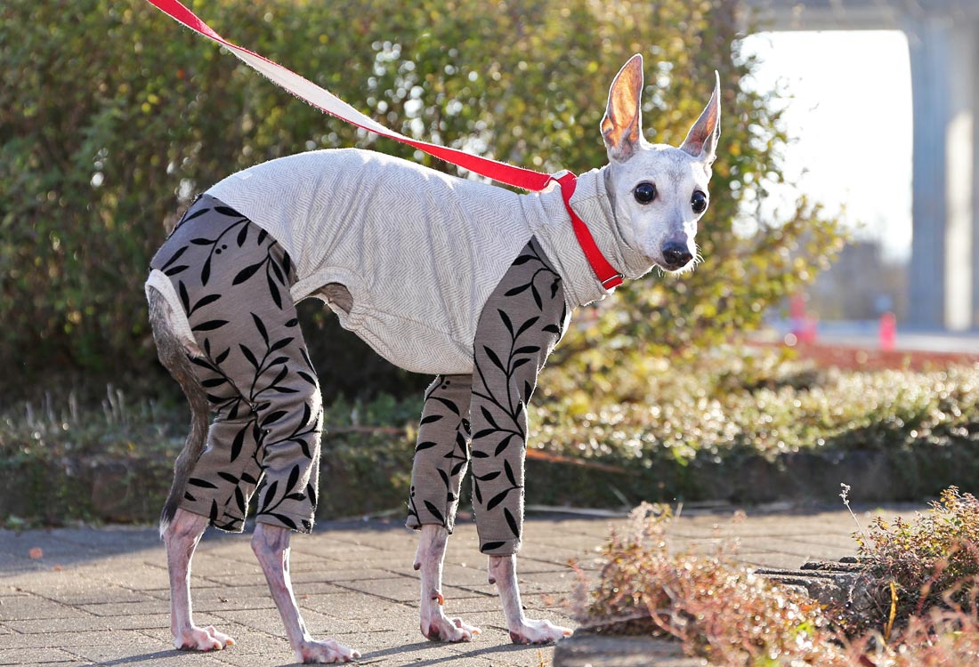 Flocked print knit with a botanical pattern ( bronze) - Italian Greyhound Clothes