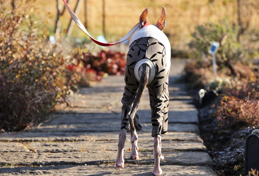 Flocked print knit with a botanical pattern ( bronze) - Italian Greyhound Clothes