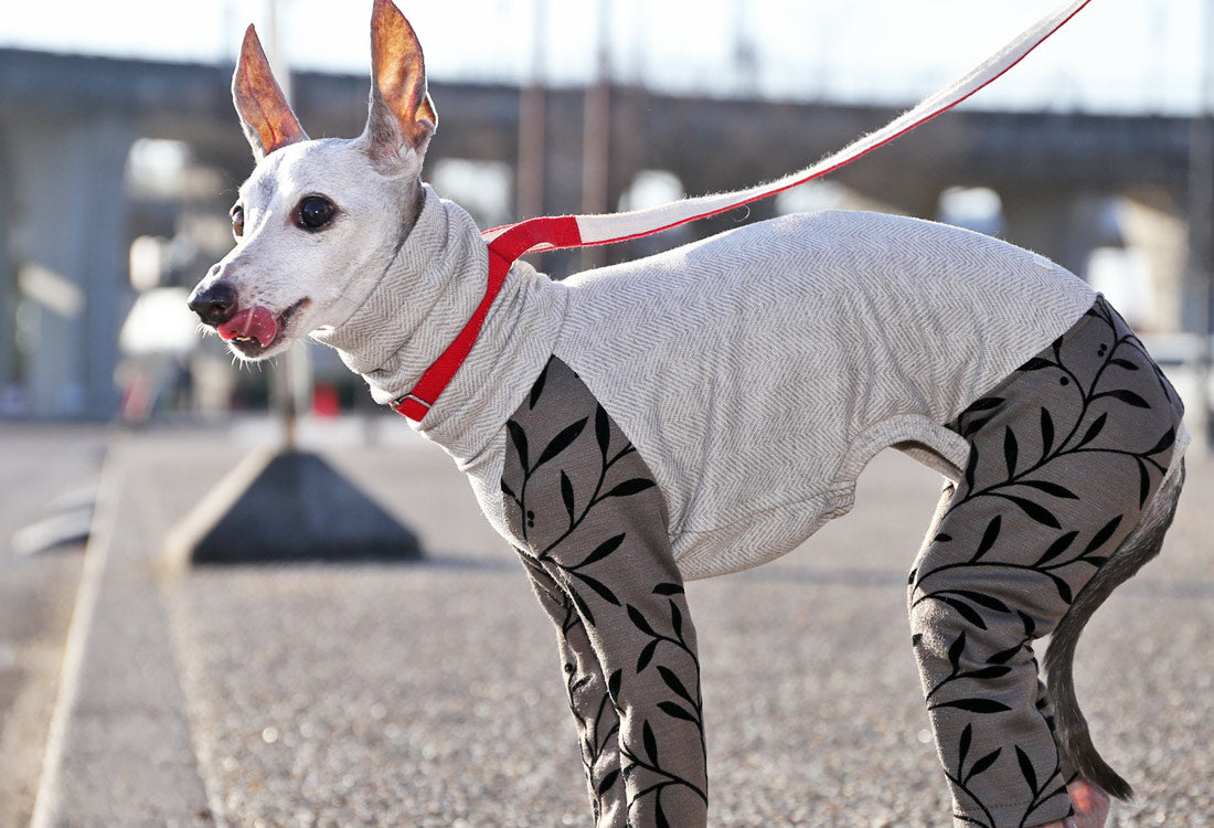 Flocked print knit with a botanical pattern ( bronze) - Italian Greyhound Clothes