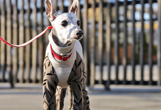 Flocked print knit with a botanical pattern ( bronze) - Italian Greyhound Clothes