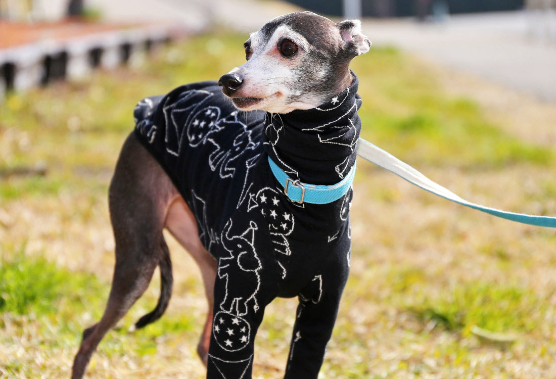 Elephant Balancing on Ball (black) - Italian Greyhound Clothes