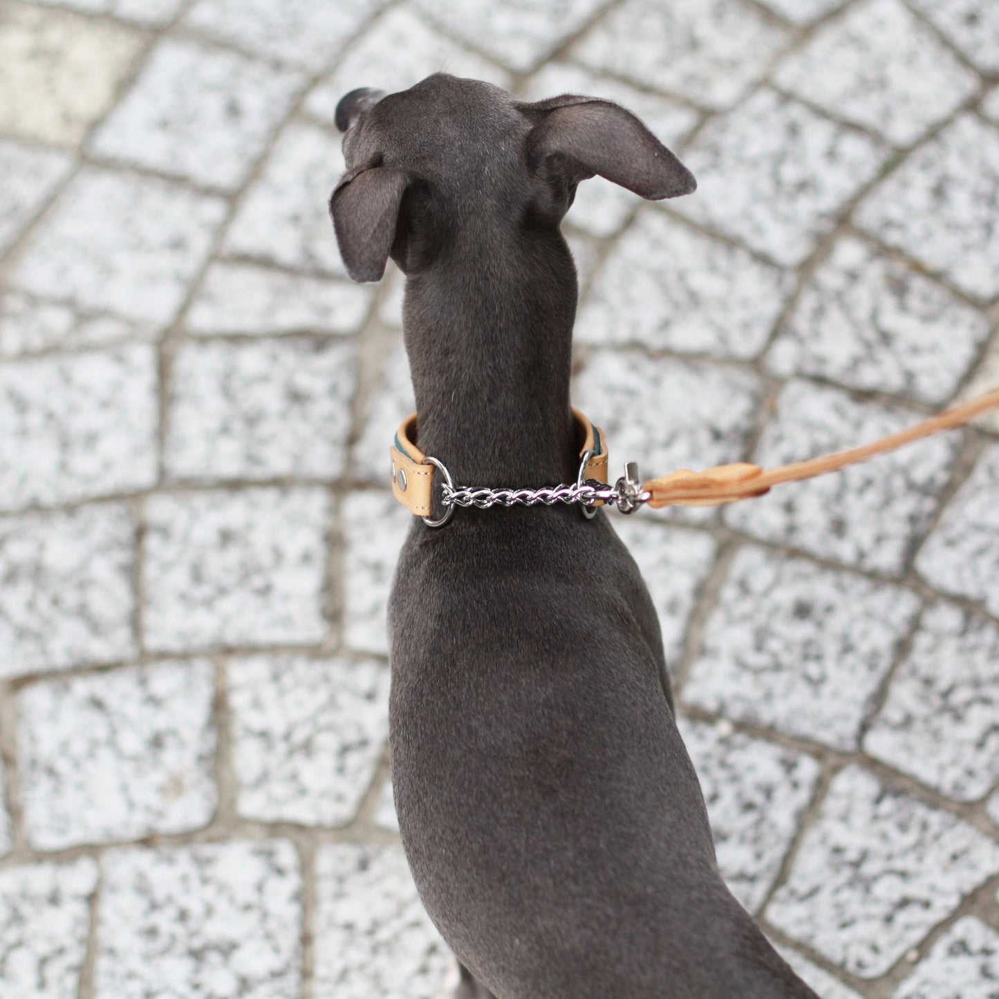 Italian leather half choke collar (cerulean blue)