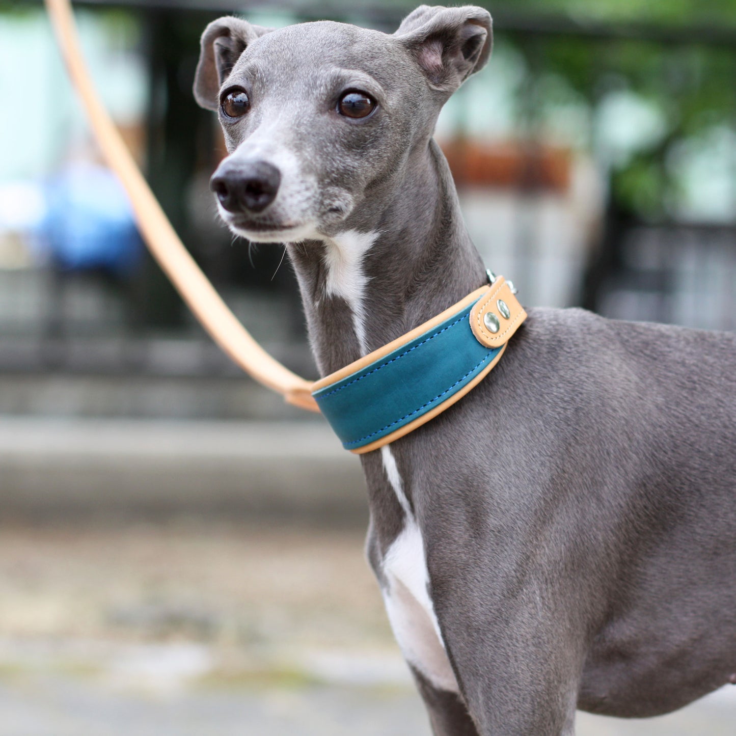 Italian leather half choke collar (cerulean blue)