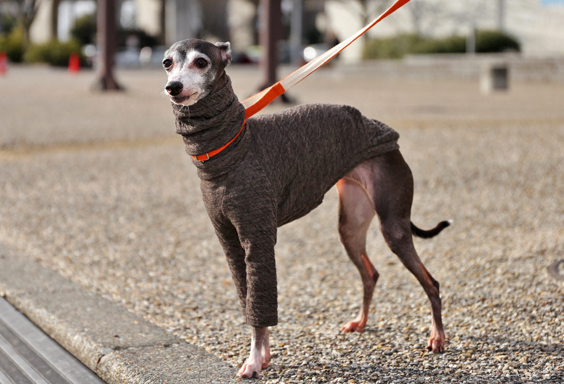 ICHINOMIYA Wool knit (chocolat) - Italian Greyhound Clothes