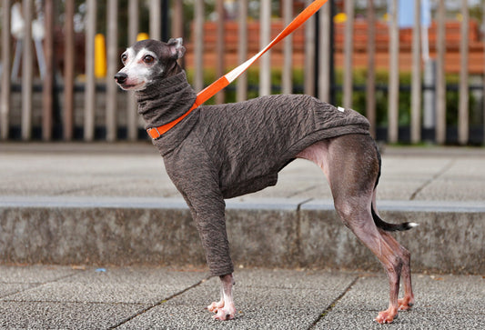 ICHINOMIYA Wool knit (chocolat) - Italian Greyhound Clothes