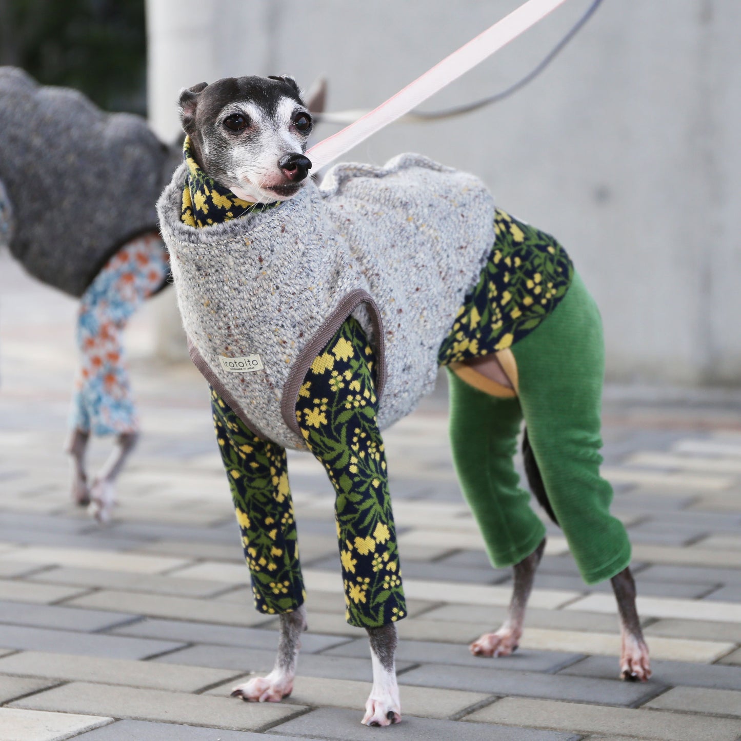 BISHU 1 (Powder blue) - Italian Greyhound Clothes