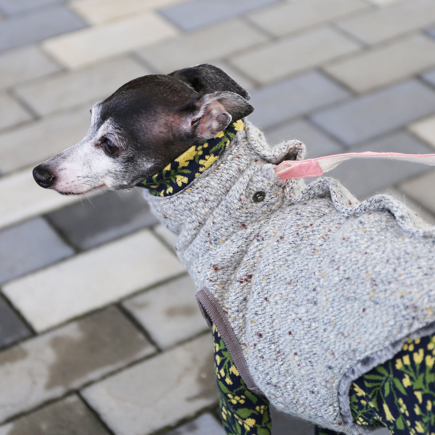 BISHU 1 (Powder blue) - Italian Greyhound Clothes