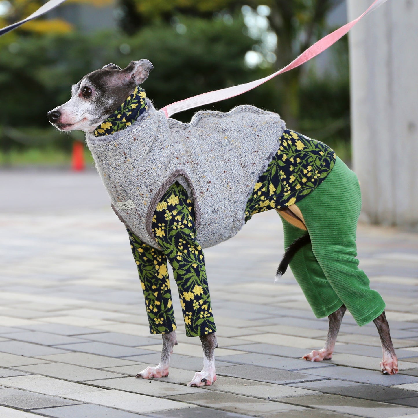 BISHU 1 (Powder blue) - Italian Greyhound Clothes