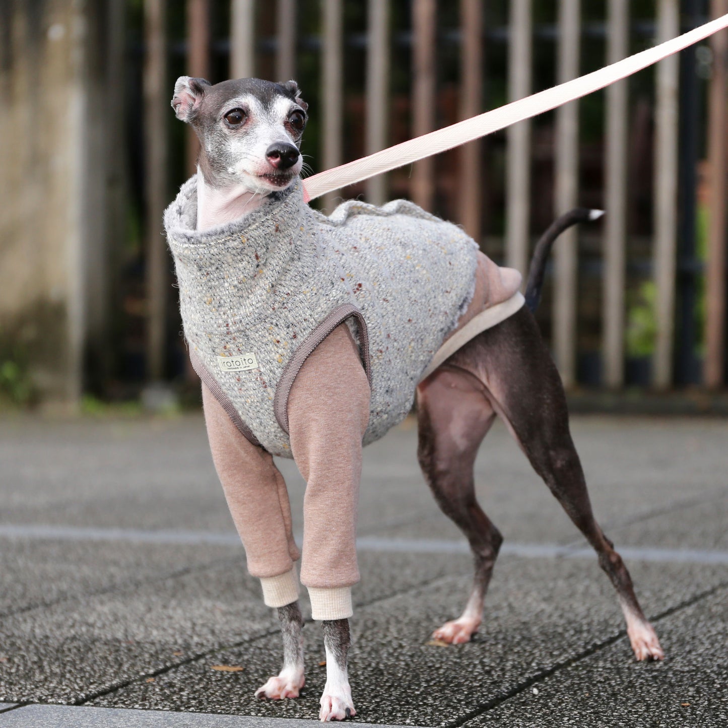 BISHU 1 (Powder blue) - Italian Greyhound Clothes