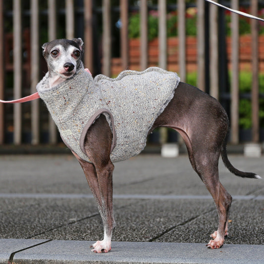 BISHU 1 (Powder blue) - Italian Greyhound Clothes