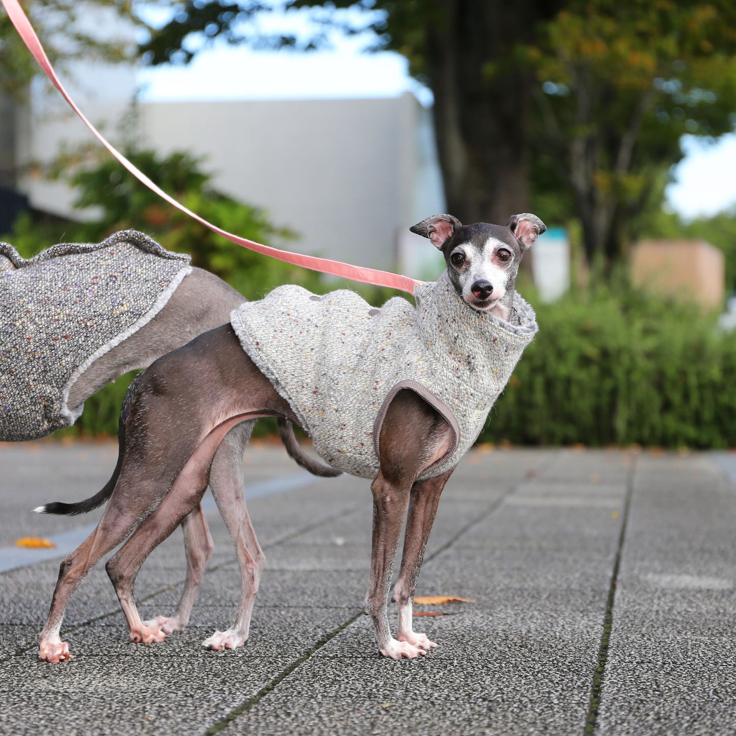 BISHU 1 (Powder blue) - Italian Greyhound Clothes