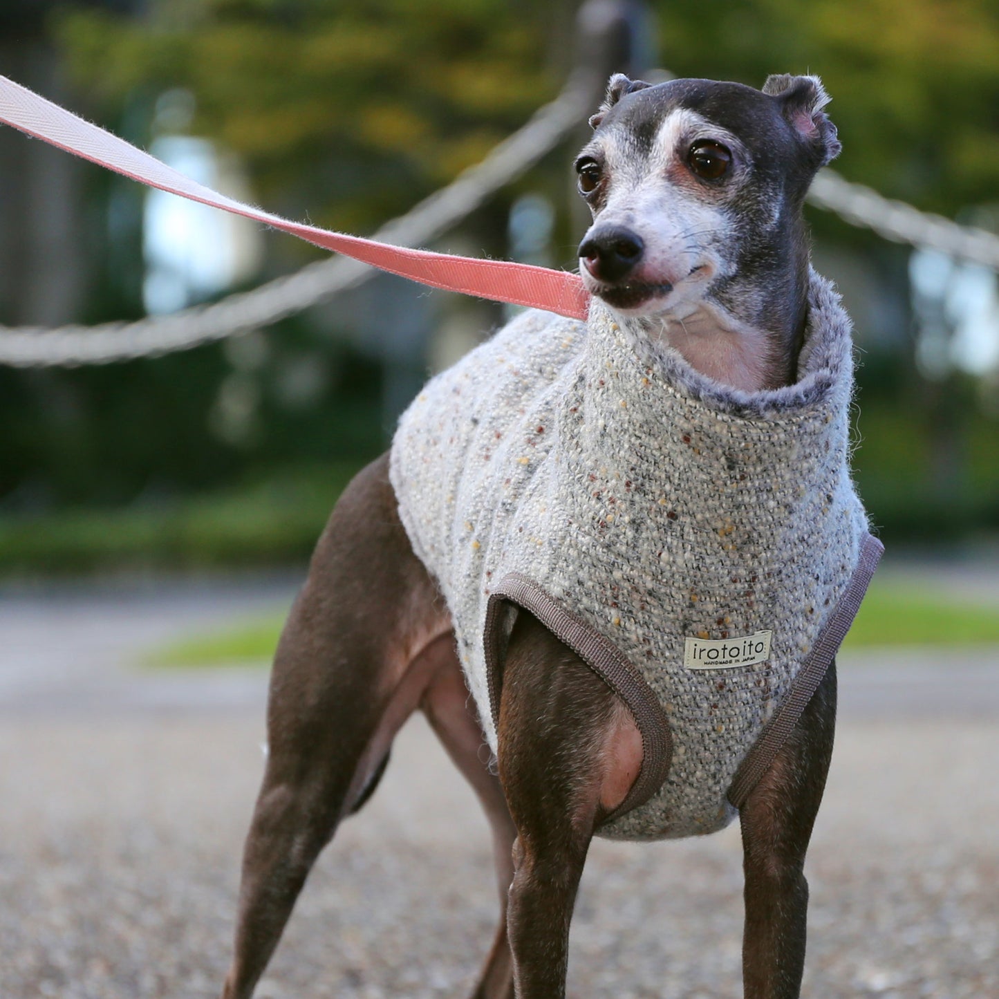 BISHU 1 (Powder blue) - Italian Greyhound Clothes