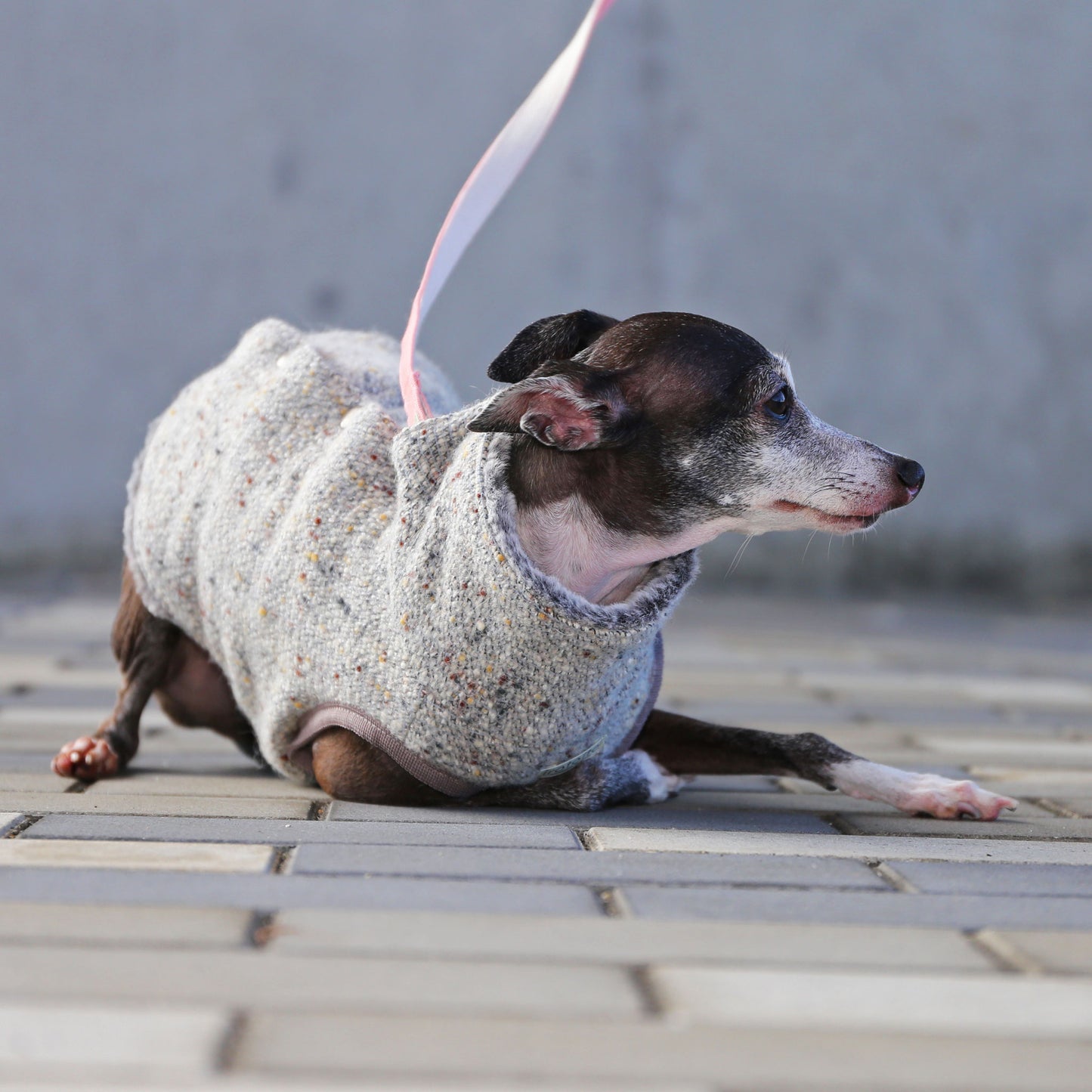 BISHU 1 (Powder blue) - Italian Greyhound Clothes