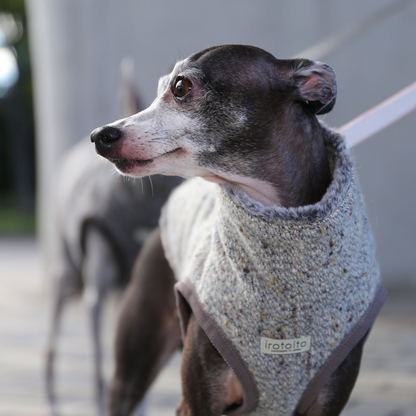 BISHU 1 (Powder blue) - Italian Greyhound Clothes