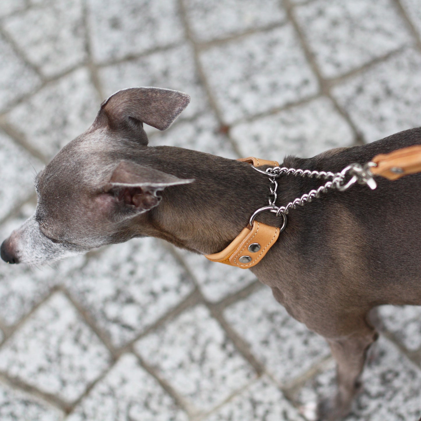 Italian leather half choke collar (mustard)