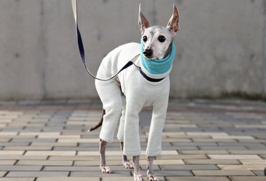 Fluffy soft brushed knit (aqua) - Italian Greyhound Clothes